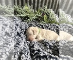 Small Photo #4 Goldendoodle Puppy For Sale in MARQUAND, MO, USA