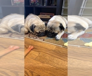 Mother of the Pug puppies born on 12/15/2022