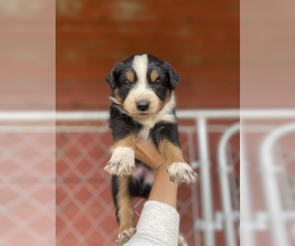 Medium Photo #13 Australian Shepherd Puppy For Sale in SAINT MATTHEWS, SC, USA