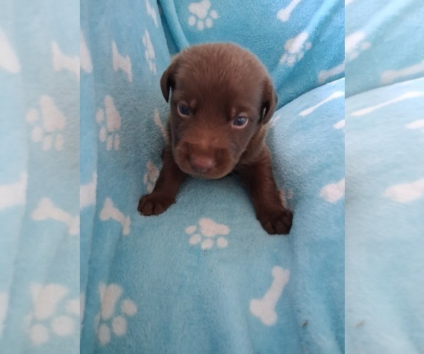 Medium Photo #9 Belgian Malinois-Unknown Mix Puppy For Sale in FITZGERALD, GA, USA