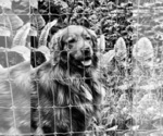 Small #12 Golden Retriever