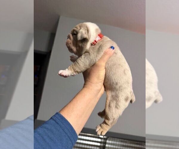 Medium Photo #9 English Bulldog Puppy For Sale in OOLOGAH, OK, USA