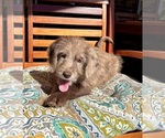 Lilly - Female Labradoodle Puppy for Sale - Photo #3
