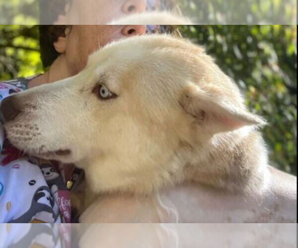 Medium Photo #5 Siberian Husky Puppy For Sale in Winston Salem, NC, USA