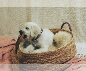 English Cream Golden Retriever Puppy for Sale in MALDEN, Massachusetts USA