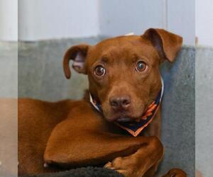 American Staffordshire Terrier-Unknown Mix Dogs for adoption in San Antonio, TX, USA