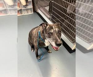 Boxador Dogs for adoption in London, Ontario, Canada