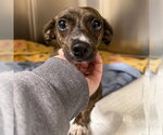 Small #3 Chihuahua Mix