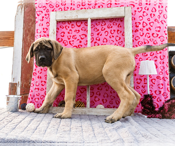 Medium Photo #28 Mastiff Puppy For Sale in WAKARUSA, IN, USA