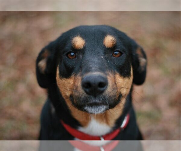 Medium Photo #5 Greater Swiss Mountain Dog-Labrador Retriever Mix Puppy For Sale in Attalka, AL, USA