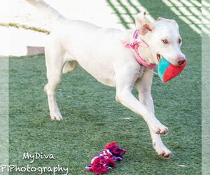 Labrador Retriever Dogs for adoption in San Diego, CA, USA