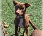 Small #11 American Pit Bull Terrier-Chihuahua Mix
