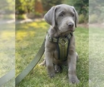 Small Photo #1 Labrador Retriever Puppy For Sale in KNOXVILLE, GA, USA