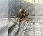 Small #21 Dachshund