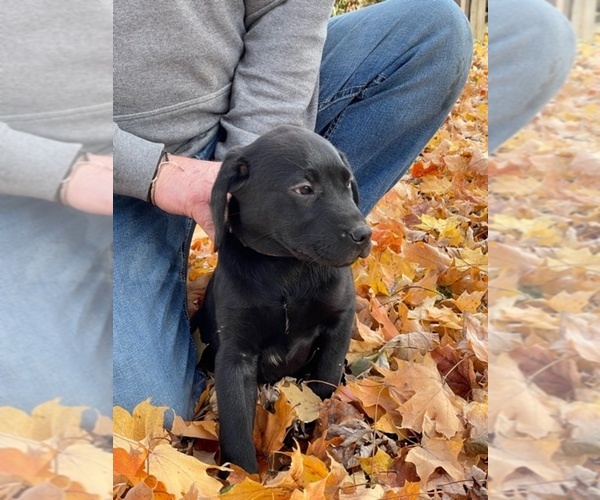 Medium Photo #1 Labrador Retriever Puppy For Sale in COOKEVILLE, TN, USA