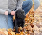 Small Photo #1 Labrador Retriever Puppy For Sale in COOKEVILLE, TN, USA
