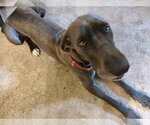 Small Photo #1 Irish Dane Puppy For Sale in BRIMFIELD, MA, USA