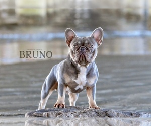 Father of the French Bulldog puppies born on 12/02/2021
