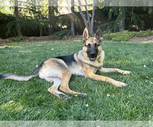 German Shepherd Dog Dogs for adoption in Sandy, UT, USA