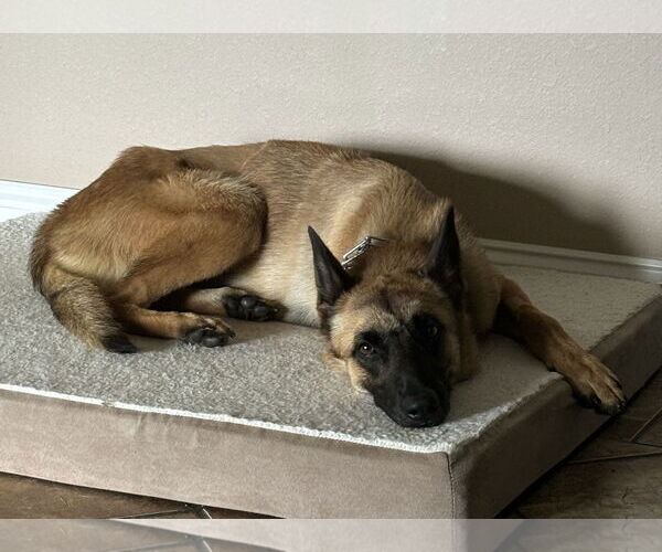 Medium Photo #1 Mutt Puppy For Sale in Stevens Point, WI, USA