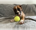 Small #1 Boxer