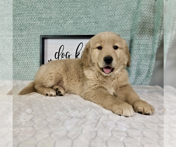 Medium Photo #5 Golden Retriever Puppy For Sale in FRANKLIN, IN, USA