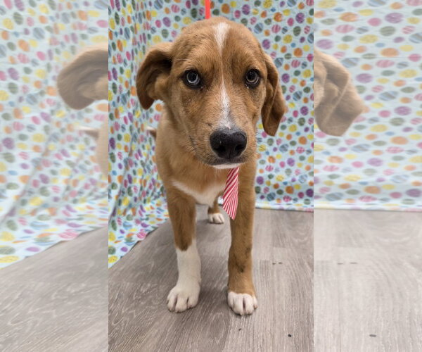 Medium Photo #5 Anatolian Shepherd-Australian Shepherd Mix Puppy For Sale in Attalka, AL, USA