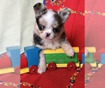 Small Chihuahua
