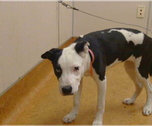 Mutt Dogs for adoption in Sacramento, CA, USA