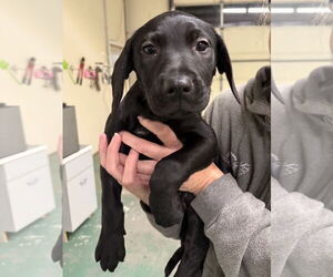 Catahoula Leopard Dog-Labrador Retriever Mix Dogs for adoption in GILBERTS, IL, USA