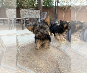 Yorkshire Terrier Puppy for sale in LAS VEGAS, NV, USA