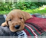 Image preview for Ad Listing. Nickname: Boone