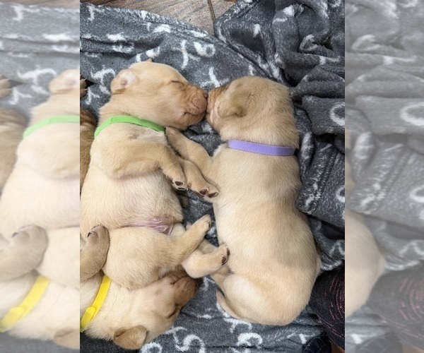 Medium Photo #4 Labrador Retriever Puppy For Sale in BELLEVIEW, KY, USA
