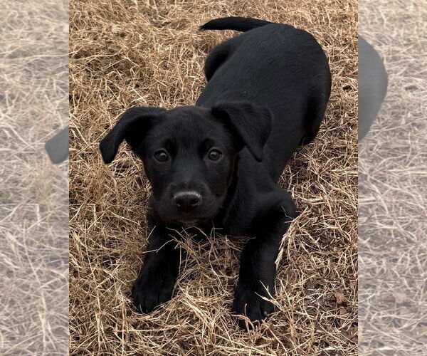 Medium Photo #2 Shepradors Puppy For Sale in Chester, VA, USA