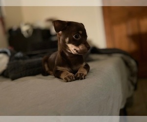 Chihuahua Puppy for sale in BROOKLYN, NY, USA