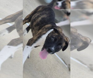 Reese - Male Mutt Dog for Adoption - Photo #2