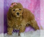Small Photo #25 Goldendoodle (Miniature) Puppy For Sale in WARSAW, IN, USA
