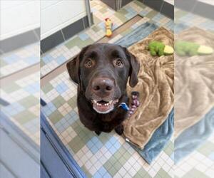 Labrador Retriever Dogs for adoption in Fort Collins, CO, USA
