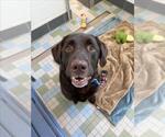OMAR - Male Labrador Retriever Dog for Adoption - Small photo