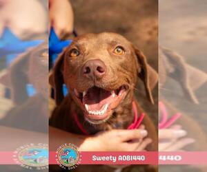 Labrador Retriever-Unknown Mix Dogs for adoption in Mobile, AL, USA