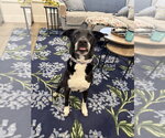 Small Labrador Retriever Mix