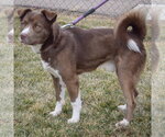 Small #7 Chocolate Labrador retriever-Siberian Husky Mix