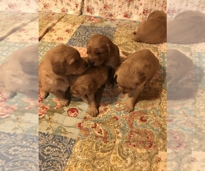 Golden Retriever Puppy for sale in PILLAGER, MN, USA