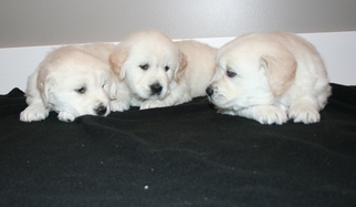 Golden Retriever Puppy for sale in FRANKFORT, OH, USA