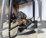 Small Photo #1 Doberman Pinscher Puppy For Sale in BENNETT, CO, USA