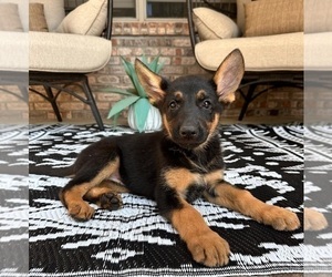 German Shepherd Dog Puppy for sale in GREENFIELD, IN, USA