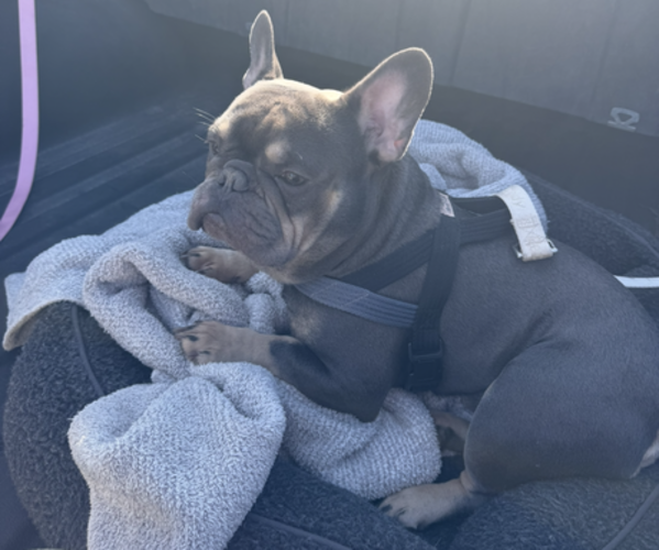 Medium Photo #1 French Bulldog Puppy For Sale in KALISPELL, MT, USA