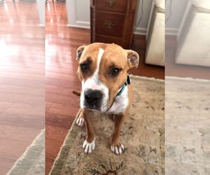 American Staffordshire Terrier-Unknown Mix Dogs for adoption in Arlington, VA, USA