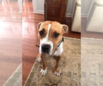 Small American Staffordshire Terrier Mix