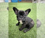 Litter of 5 - Female French BulldogLitter of Puppies for Sale - Photo #20